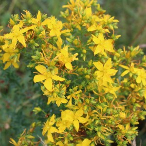 Photographie n°2436056 du taxon Hypericum perforatum L.