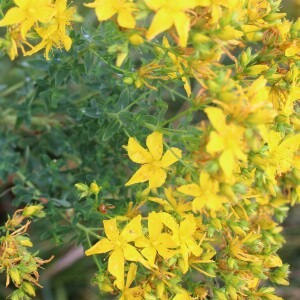 Photographie n°2436057 du taxon Hypericum perforatum L.