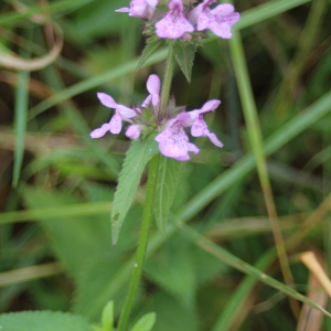  - Stachys palustris L. [1753]