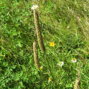 Photographie n°2436137 du taxon Phyteuma spicatum L. [1753]