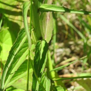 Photographie n°2436140 du taxon Phyteuma spicatum L. [1753]