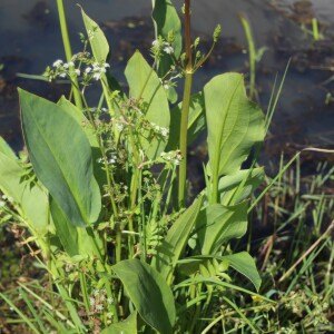  - Alisma plantago-aquatica L.
