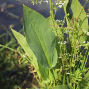 Photographie n°2436150 du taxon Alisma plantago-aquatica L.