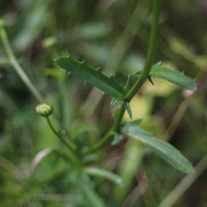 Photographie n°2436176 du taxon Leucanthemum vulgare Lam.