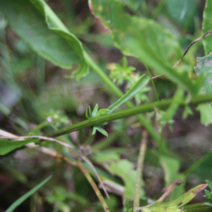Photographie n°2436178 du taxon Leucanthemum vulgare Lam.