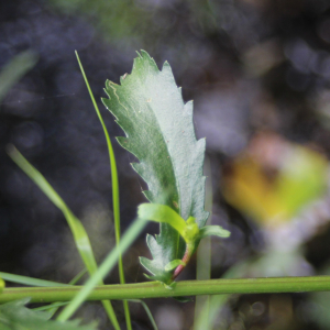 Photographie n°2436179 du taxon Leucanthemum vulgare Lam.