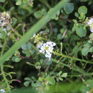 Photographie n°2436184 du taxon Nasturtium officinale R.Br.