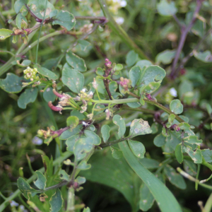 Photographie n°2436186 du taxon Nasturtium officinale R.Br.