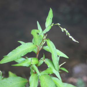  - Persicaria hydropiper (L.) Spach [1841]