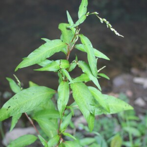  - Persicaria hydropiper (L.) Spach [1841]