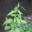  Pauline Guillaumeau - Persicaria hydropiper (L.) Spach [1841]