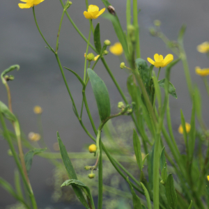  - Ranunculus flammula L. [1753]