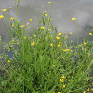 Photographie n°2436196 du taxon Ranunculus flammula L.