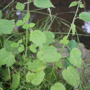  - Stachys sylvatica L. [1753]