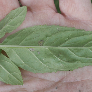 Photographie n°2436208 du taxon Epilobium roseum Schreb. [1771]