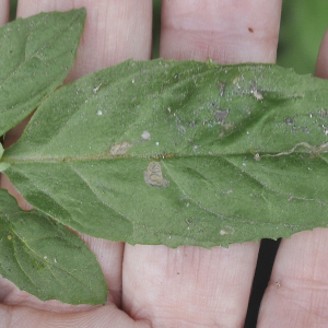 Photographie n°2436210 du taxon Epilobium roseum Schreb. [1771]