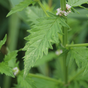 Photographie n°2436244 du taxon Lycopus europaeus L.