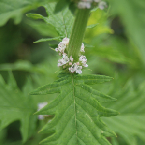 Photographie n°2436246 du taxon Lycopus europaeus L.