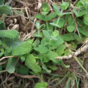 Photographie n°2436251 du taxon Mentha suaveolens Ehrh.