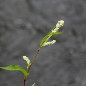 Photographie n°2436261 du taxon Persicaria lapathifolia (L.) Delarbre