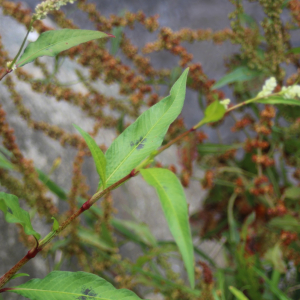 Photographie n°2436262 du taxon Persicaria lapathifolia (L.) Delarbre