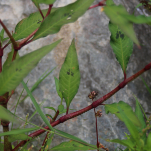 Photographie n°2436263 du taxon Persicaria lapathifolia (L.) Delarbre