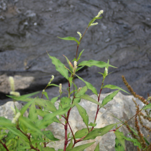 Photographie n°2436264 du taxon Persicaria lapathifolia (L.) Delarbre