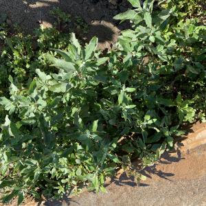 Photographie n°2436348 du taxon Chenopodium murale L. [1753]