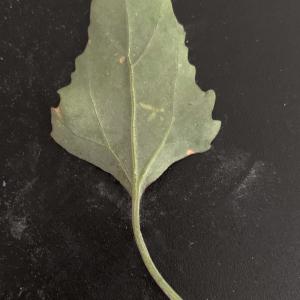 Photographie n°2436355 du taxon Chenopodium murale L. [1753]