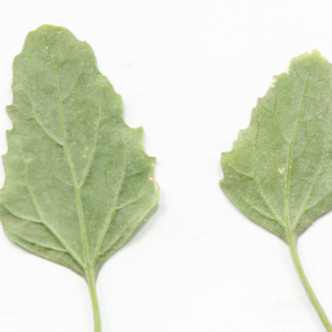 Photographie n°2436358 du taxon Chenopodium murale L. [1753]