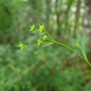 Photographie n°2436436 du taxon Bupleurum falcatum L.