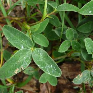 Photographie n°2436441 du taxon Trifolium medium subsp. medium
