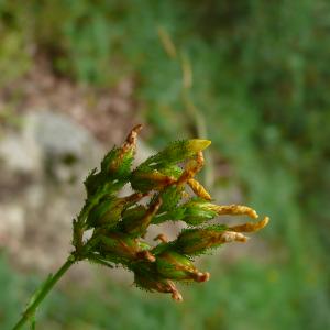 Photographie n°2436457 du taxon Hypericum montanum L. [1755]
