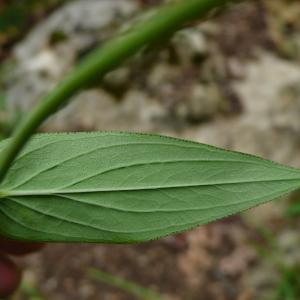 Photographie n°2436459 du taxon Hypericum montanum L. [1755]