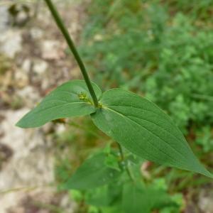 Photographie n°2436460 du taxon Hypericum montanum L. [1755]