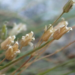 Photographie n°2436488 du taxon Minuartia recurva subsp. condensata (C.Presl) Greuter & Burdet