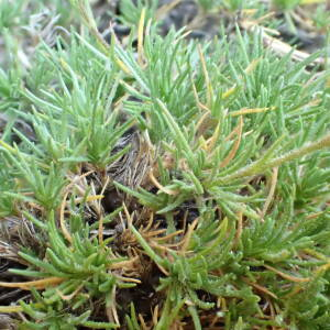  - Minuartia recurva subsp. condensata (C.Presl) Greuter & Burdet [1982]