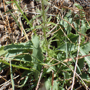 Photographie n°2436500 du taxon Anarrhinum bellidifolium (L.) Willd.