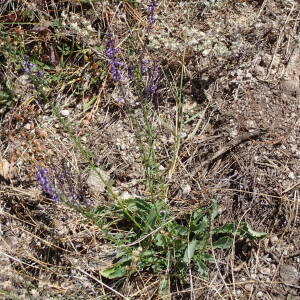 Photographie n°2436502 du taxon Anarrhinum bellidifolium (L.) Willd.