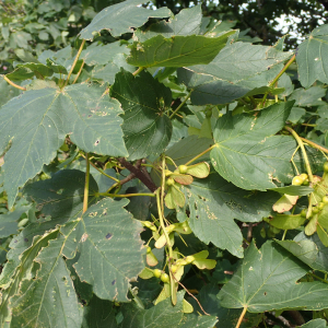 Photographie n°2436505 du taxon Acer pseudoplatanus L.