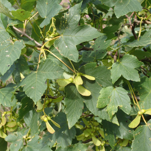 Photographie n°2436507 du taxon Acer pseudoplatanus L.