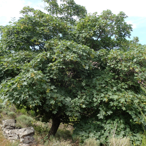 Photographie n°2436509 du taxon Acer pseudoplatanus L.