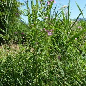 Photographie n°2436562 du taxon Epilobium hirsutum L.