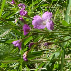 Photographie n°2436563 du taxon Epilobium hirsutum L.