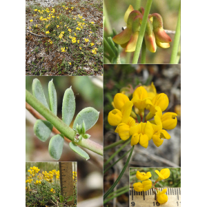 Coronilla minima L. subsp. minima (Coronille naine)