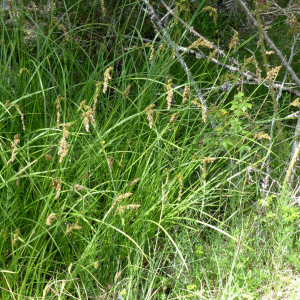 Photographie n°2436615 du taxon Carex paniculata L. [1755]