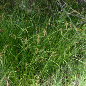 Photographie n°2436617 du taxon Carex paniculata L. [1755]