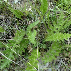 Photographie n°2436622 du taxon Cirsium tuberosum (L.) All. [1785]