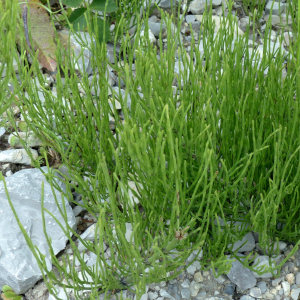 Photographie n°2436635 du taxon Equisetum arvense L. [1753]