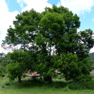 Photographie n°2436640 du taxon Fraxinus excelsior L. [1753]